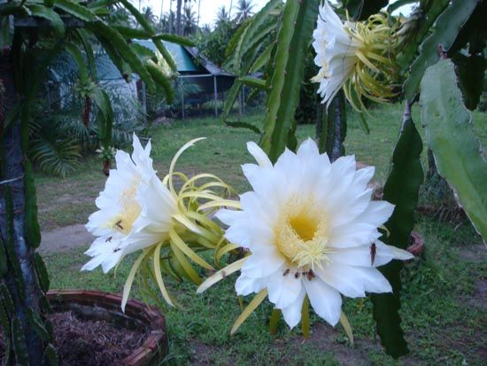 ดอกแก้วมังกร