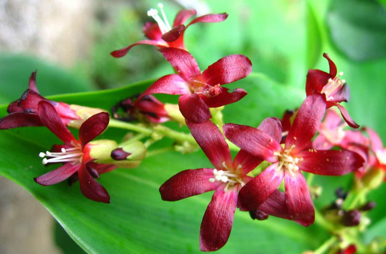 ดอกตะลิงปลิง