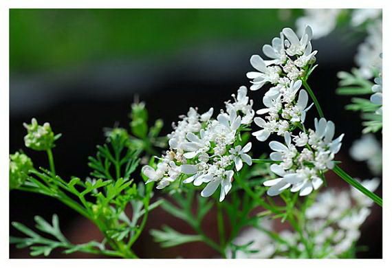 ดอกผักชี