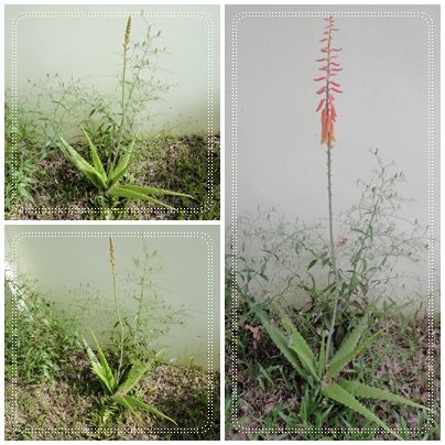 ดอกว่างหางจระเข้