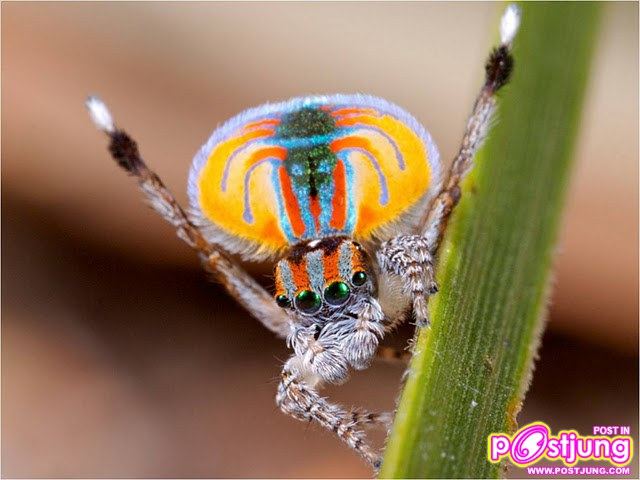 แมงมุมนกยูง แมงมุมแปลก รำแพนหาง ยังกับนกยูง