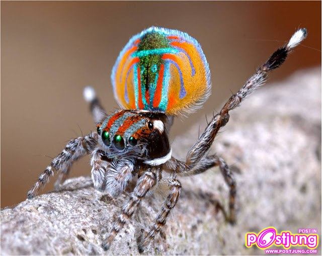 แมงมุมนกยูง แมงมุมแปลก รำแพนหาง ยังกับนกยูง