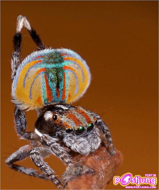 แมงมุมนกยูง แมงมุมแปลก รำแพนหาง ยังกับนกยูง