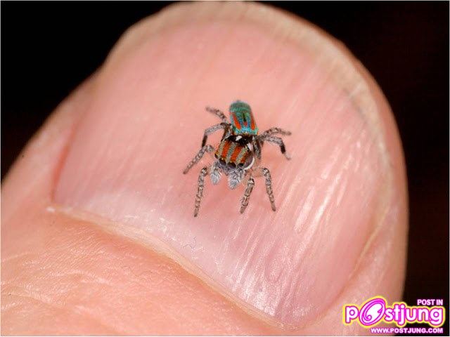 แมงมุมนกยูง แมงมุมแปลก รำแพนหาง ยังกับนกยูง