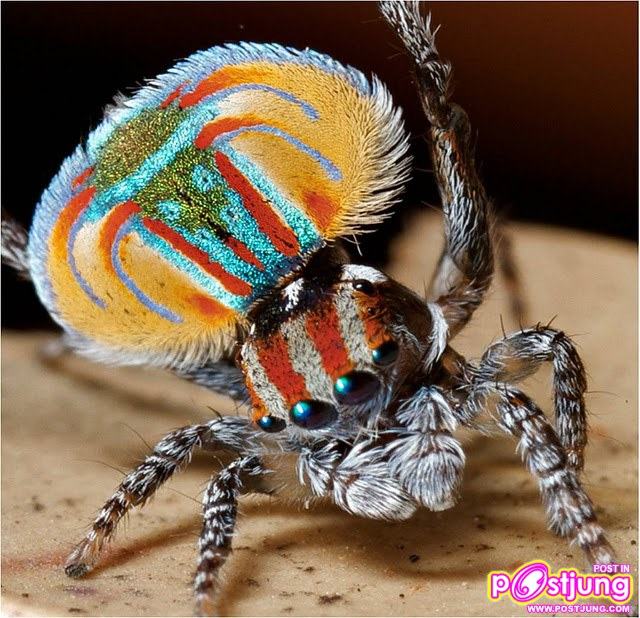 แมงมุมนกยูง แมงมุมแปลก รำแพนหาง ยังกับนกยูง