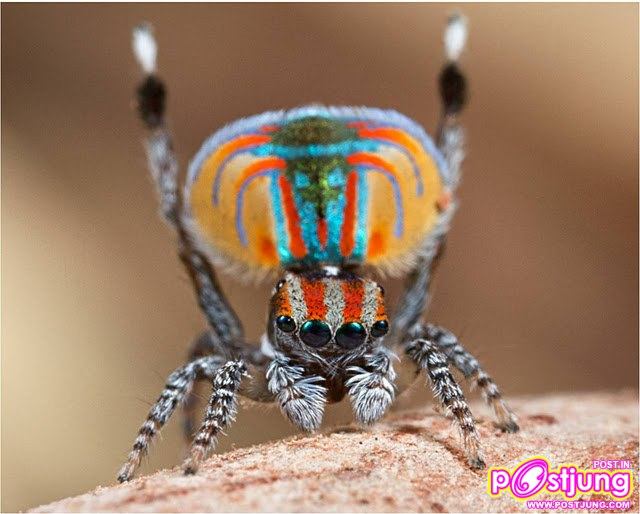 แมงมุมนกยูง แมงมุมแปลก รำแพนหาง ยังกับนกยูง