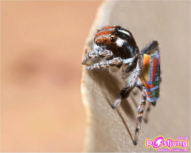 แมงมุมนกยูง แมงมุมแปลก รำแพนหาง ยังกับนกยูง