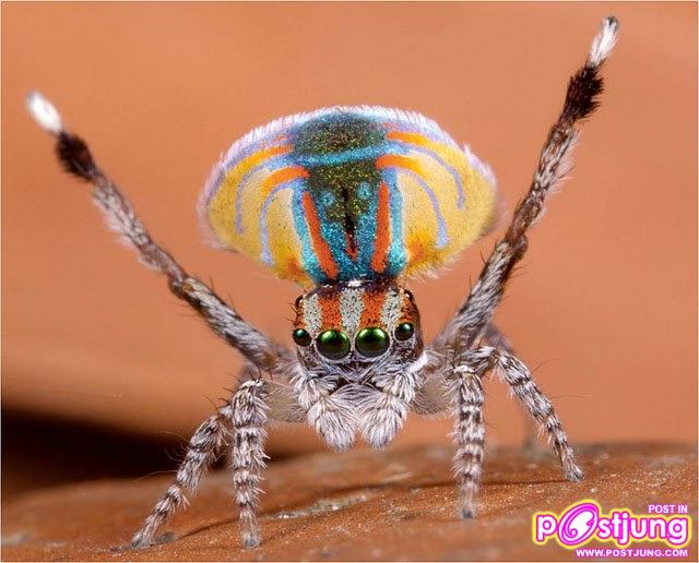 แมงมุมนกยูง แมงมุมแปลก รำแพนหาง ยังกับนกยูง