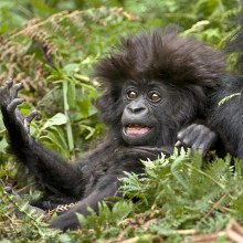 กอริลล่าภูเขา จอมพลัง น่ารักกว่าทีคิดแฮะ!ใน Gorillas Life on the Edge