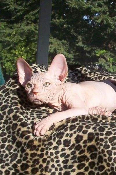 สฟิ๊งส์ แมวที่น่าเกลียดที่สุดในโลก