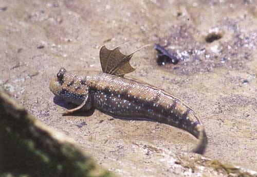 มารู้จัก "ปลาตีน" กันเจ้าค่ะ