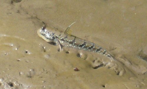 มารู้จัก "ปลาตีน" กันเจ้าค่ะ