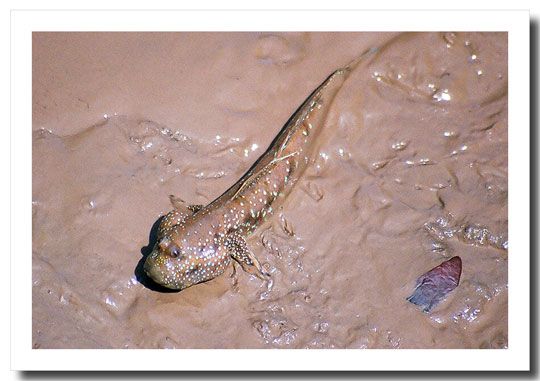 มารู้จัก "ปลาตีน" กันเจ้าค่ะ