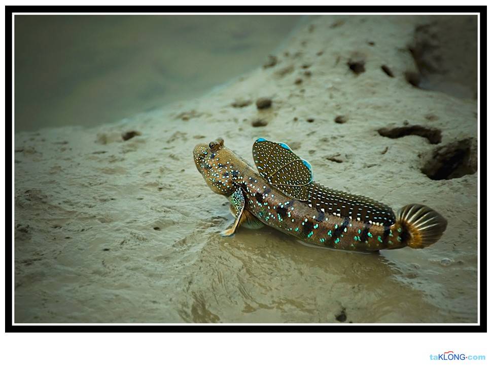 ส่งท้าย มิได้เจตนาจะสื่อถึงใคร แค่อยากให้ความรู้เท่านั้นเจ้าค่ะ ได้โปรด "อิหนูของเจ้อย่าร้อนตัว" :)