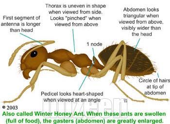 มดน้ำผึ้ง Honeypot Ant