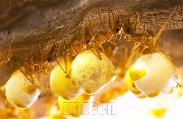 มดน้ำผึ้ง Honeypot Ant