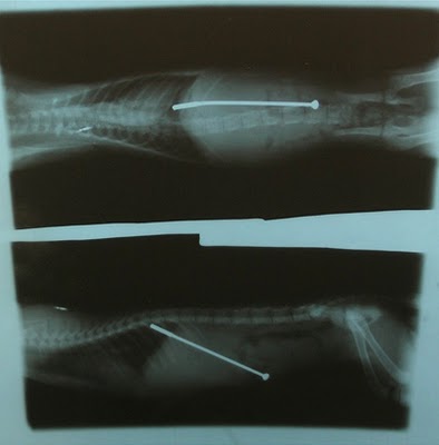 ภาพ X-Rays ทั้งหวาด ทั้งเสียวววว ซิ๊ดด