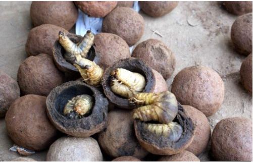 มากมายหลากหลายชีวิต