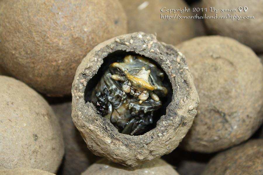 ให้ทายอะไรเอ่ย ดูแล้วจะหนาว