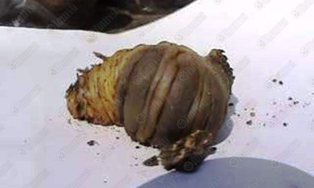 โชว์เดียว