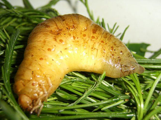 มันคือ หนอนตัวอ่อนแมงจู้จี้