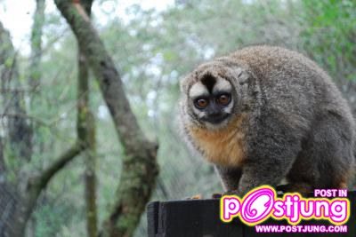 10 Southern Owl monkey ( Aotus azarai )นอนเฉลี่ย วันละ 17 ชม