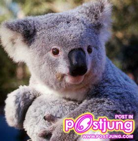 8 Koala (Phasocolarctos cinereus)นอนเฉลี่ย วันละ 18 ชม. หมีโคล่าก็ขี้เกียจเหมือนกันนะ