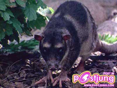 6 Water opossum (Yapok)นอนเฉลี่ย วันละ 19.4 ชม นอน แสนสบาย