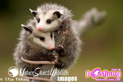 5 Opossum (Didelphis virginiana)นอนเฉลี่ย วันละ 19.4 ชม. ขี้เกียจไม่แพ้ตัวไหนเลย