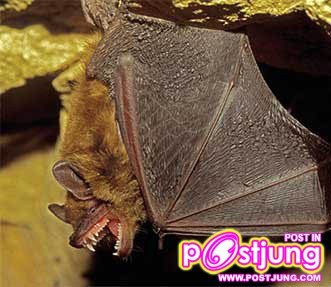 4 Big brown bat (Eptesicus fuscus)นอนเฉลี่ย วันละ 19.7 ชม. นอนกันให้ตายไปข้างนึงเลยเอ้า