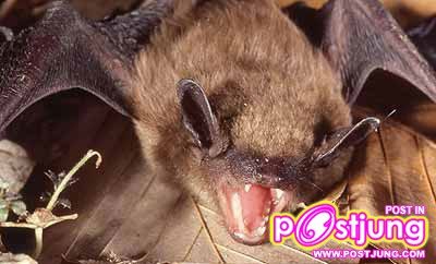 3 Little brown bat (Myotis lucifugus)นอนเฉลี่ย วันละ 19.9 ชม. จะนอนกันไปไหนไม่กินอะไรเลยหรือไง