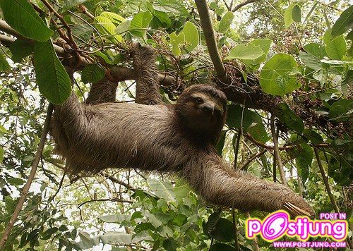 2 Three-toed Sloth (Bradypus variegatus)นอนเฉลี่ย วันละ 20 ชม. พอกะพี่สิงโตเราเลย นอนทั้งวัน