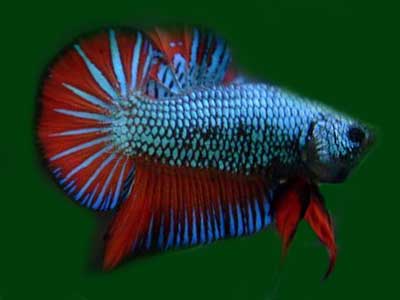 ปลากัดลูกทุ่ง ปลาในฝันของเรา