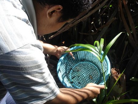 ไปช้อนปลากัด กันเถอะครับ