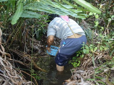 ไปช้อนปลากัด กันเถอะครับ