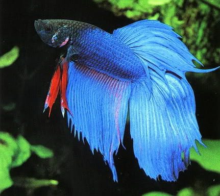 อินี้ปลากัดจีนหางยาวๆกัดสู้กับปลากัดไทยไม่ได้