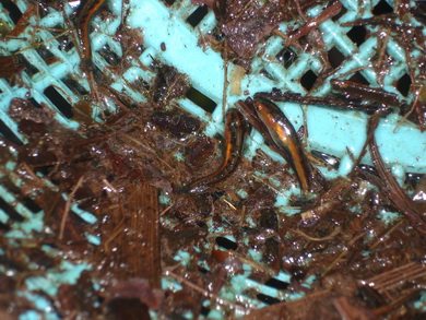 ช้อนได้ลูกปลาช้อน