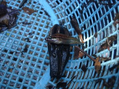 อันนี้ญาติของปลากัด เรียกว่าปลากริม ปลาไม่สู้คน