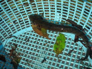 ว้ายยยยยยปลาตรีนแหนะตัวเอง