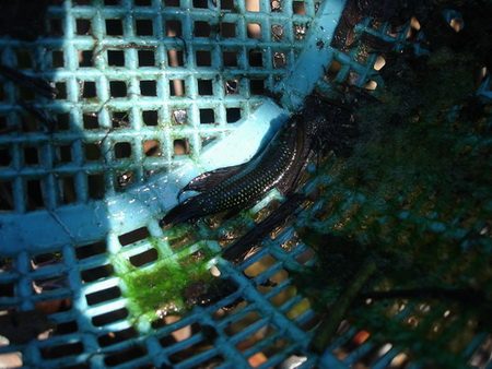 ปลากัด ไม่รู้สายพันธุ์ใด