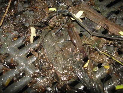 ปลากัดพันธุ์ใดสีไม่สวย ถ้าช้อนได้ก็จะปล่อยไป