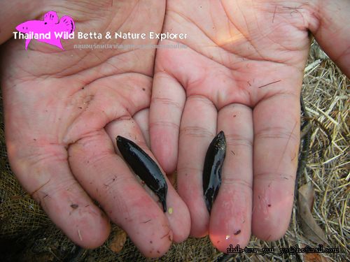 ปลากัดลูกทุ่งจับได้แพ็คคู่