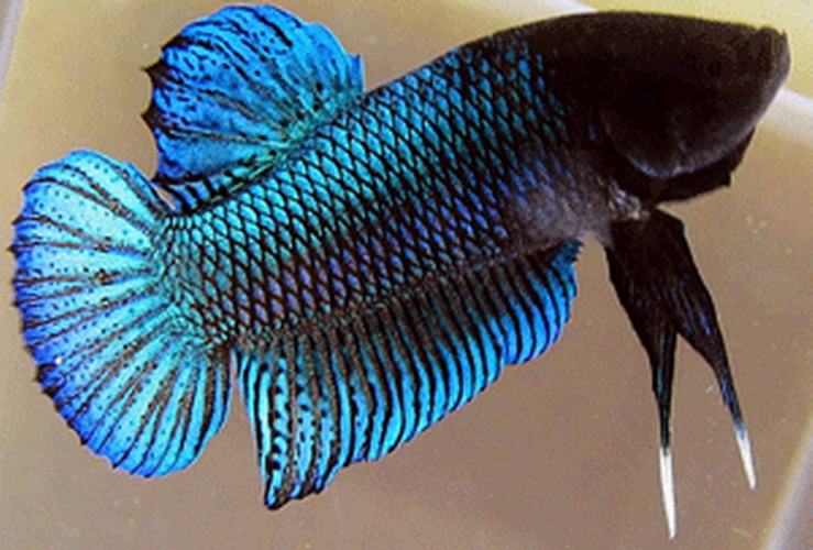 ปลากัดหม้อ ปลาทรหด ฟัดกระจ่าย