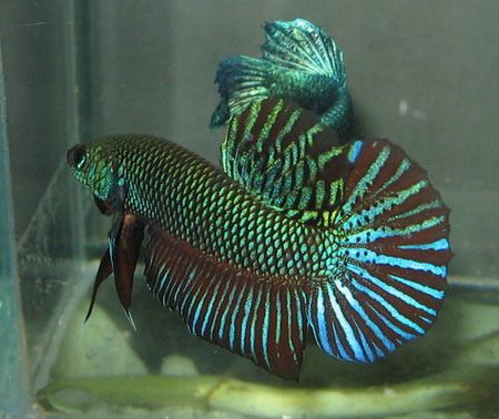 นี้ก็ปลากัดหม้อ ปลากัดหม้อต้องกัดกับปลากัดลูกทุ่ง