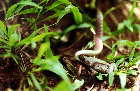 กบกินงู จร้า พ่อแม่พี่น้อง