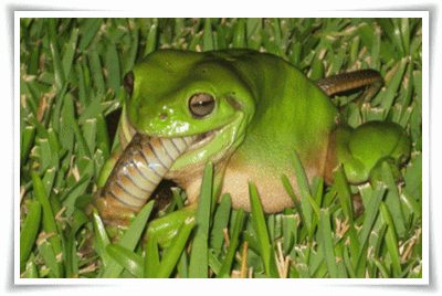 กบกินงู จร้า พ่อแม่พี่น้อง