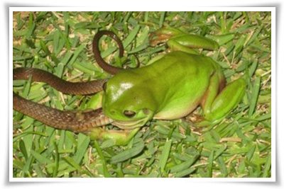 กบกินงู จร้า พ่อแม่พี่น้อง