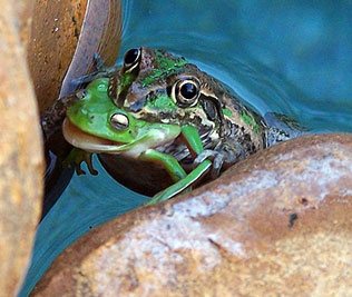 กบกินกบ