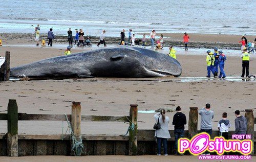 ตะลึง! วาฬยักษ์เกยตื้น ที่อังกฤษ
