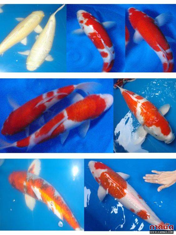 ใครชอบปลาคราฟบ้างเชิญ